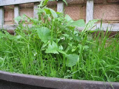 types of grass for rabbits