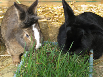 types of grass for rabbits