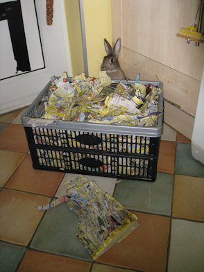 House Rabbit