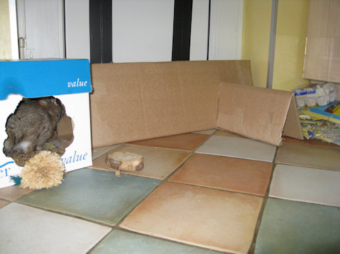 cardboard rabbit tunnel