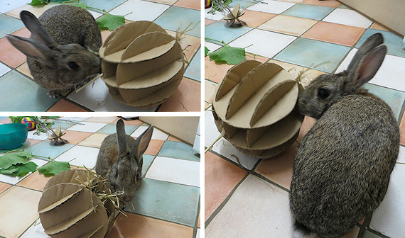 make your own rabbit toys