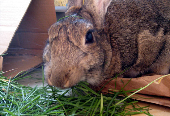 Choosing the Best Hay And Grass for Your Rabbit - 