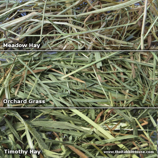 types of hay for rabbits