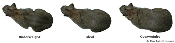 Underweight, Overweight and Ideal Rabbit