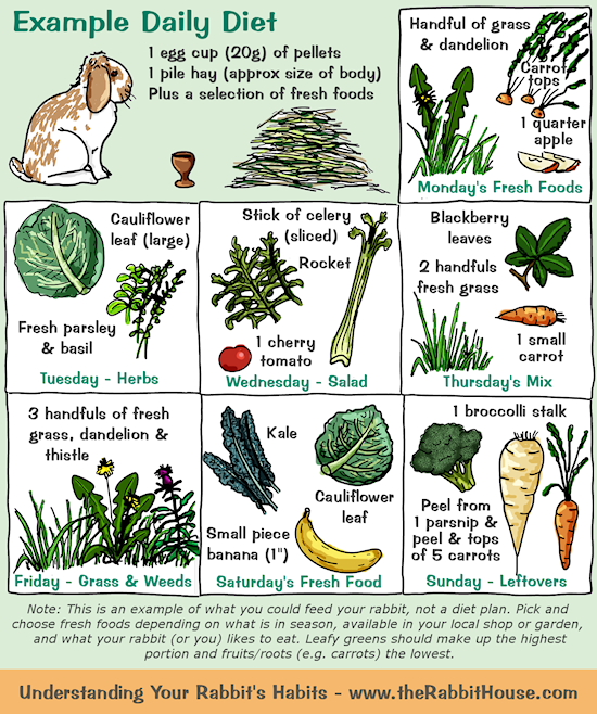 Printable Rabbit Diet Chart Printable Calendar