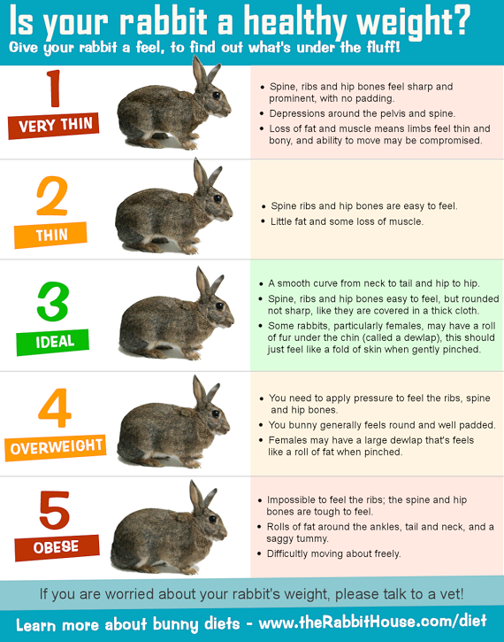 http://www.therabbithouse.com/diet/images/rabbitweightbodyscore.png