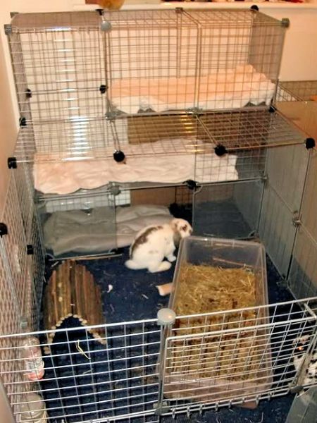 Rabbit Indoor Play Pen Gallery Inspiration For Your Rabbit Housing