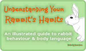 Understanding Your Rabbit's Habits