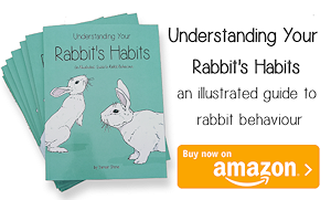 Understanding Your Rabbit's Habits