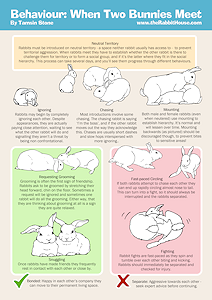 Behaviour: When to Rabbits Meet - behaviour you can expect to see when introducing/bonding rabbits