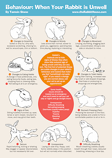 Behaviour: When Your Rabbit is Unwell - behaviour that may be an indication that your rabbit is unwell