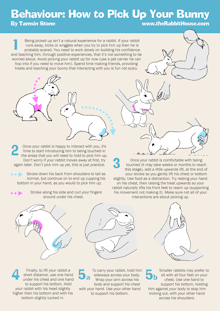 Behaviour: How to pick up your bunny - step by step guide