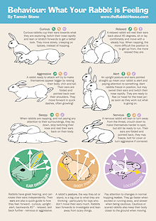 Behaviour: What your rabbit is feeling - guide to body language