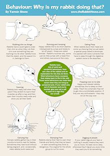 Behaviour: Why is my rabbit doing that?