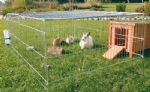 Rabbit Enclosure with Top