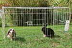 Rabbit Enclosure with Top