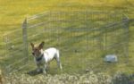 DOG PARK (Rabbit Play Pen)